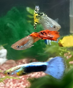 Guppies Aquariumfische